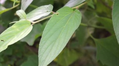 Trema orientalis (ayrıca Trema orientalis, Cannabaceae, kömür ağacı, Hint kömür ağacı olarak da bilinir) yaprakları. İlgili türlerin yapraklarından elde edilen örnekler (Trema guineense) anti-artrit gösterdi..
