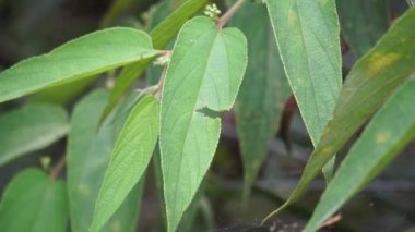 Trema orientalis (ayrıca Trema orientalis, Cannabaceae, kömür ağacı, Hint kömür ağacı olarak da bilinir) yaprakları. İlgili türlerin yapraklarından elde edilen örnekler (Trema guineense) anti-artrit gösterdi..