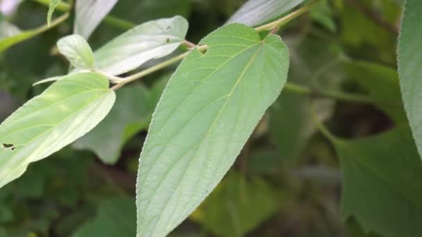 Trema Orientale Ook Wel Trema Orientalis Cannabaceae Houtskoolboom Indiase Houtskoolboom — Stockvideo