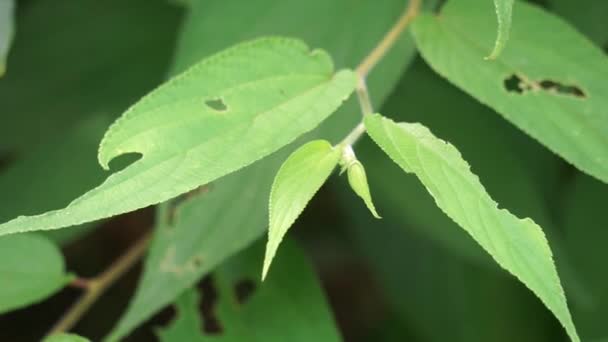 Trema Orientale Also Called Trema Orientalis Cannabaceae Charcoal Tree Indian — Stock Video