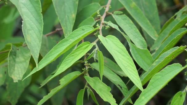 Trema Orientale Ook Wel Trema Orientalis Cannabaceae Houtskoolboom Indiase Houtskoolboom — Stockvideo