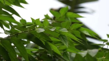 Muntingia calabura yaprakları (Kersen, capulin blanco, cacaniqua, nigua, niguito, Jamaika kirazı). Bu bitkinin sulu ve tatlı kırmızı küçük meyveleri var.
