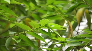Muntingia calabura yaprakları (Kersen, capulin blanco, cacaniqua, nigua, niguito, Jamaika kirazı). Bu bitkinin sulu ve tatlı kırmızı küçük meyveleri var.