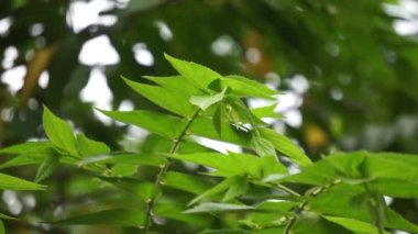 Muntingia calabura yaprakları (Kersen, capulin blanco, cacaniqua, nigua, niguito, Jamaika kirazı). Bu bitkinin sulu ve tatlı kırmızı küçük meyveleri var.