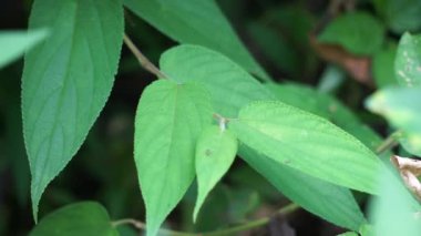 Trema orientalis (ayrıca Trema orientalis, Cannabaceae, kömür ağacı, Hint kömür ağacı olarak da bilinir) yaprakları. İlgili türlerin yapraklarından elde edilen örnekler (Trema guineense) anti-artrit gösterdi..