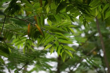 Muntingia calabura yaprakları (Kersen, capulin blanco, cacaniqua, nigua, niguito, Jamaika kirazı). Bu bitkinin sulu ve tatlı kırmızı küçük meyveleri var.