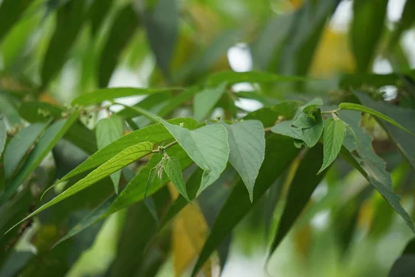 Trema Orientale Também Chamado Trema Orientalis Cannabaceae Árvore Carvão Vegetal — Fotografia de Stock