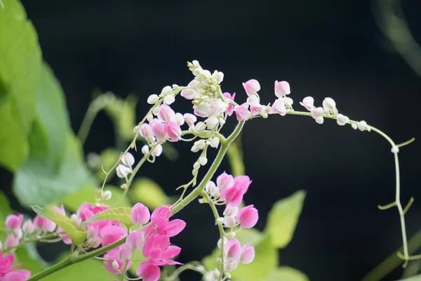 Mexican Creeper Also Called Antigonon Leptopus Coral Vine Queen Wreath — Stock Photo, Image