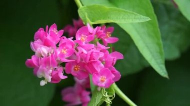 Meksika sürüngeni (ayrıca Antigonon leptopus, mercan asması, kraliçenin çelengi, Coralita, arı çalısı olarak da bilinir) çiçek. Bu bitki grip (grip), periyot ağrıları ve diğer semptomlar için iyidir.