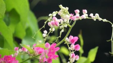 Meksika sürüngeni (ayrıca Antigonon leptopus, mercan asması, kraliçenin çelengi, Coralita, arı çalısı olarak da bilinir) çiçek. Bu bitki grip (grip), periyot ağrıları ve diğer semptomlar için iyidir.