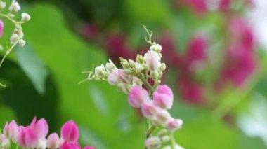 Meksika sürüngeni (ayrıca Antigonon leptopus, mercan asması, kraliçenin çelengi, Coralita, arı çalısı olarak da bilinir) çiçek. Bu bitki grip (grip), periyot ağrıları ve diğer semptomlar için iyidir.