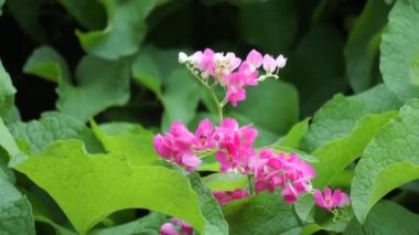 Meksika sürüngeni (ayrıca Antigonon leptopus, mercan asması, kraliçenin çelengi, Coralita, arı çalısı olarak da bilinir) çiçek. Bu bitki grip (grip), periyot ağrıları ve diğer semptomlar için iyidir.