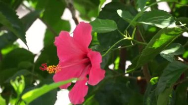 Doğal bir geçmişi olan ayakkabı boyası bitkisi. Hibiscus rosa Sinensis, Çin amblemi, Çin gülü, Hawaii amfibisi, gül tozu ve ayakkabı boyası bitkisi olarak da bilinir.