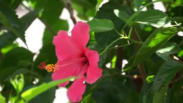 Schoen Zwarte Plant Met Een Natuurlijke Achtergrond Hibiscus Rosa Sinensis — Stockvideo