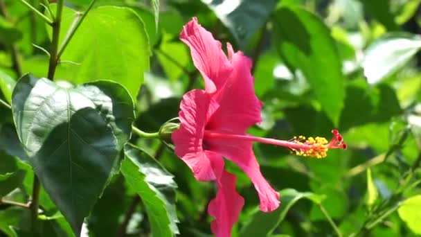 Skosort Plante Med Naturlig Baggrund Også Kaldet Hibiscus Rosa Sinensis – Stock-video