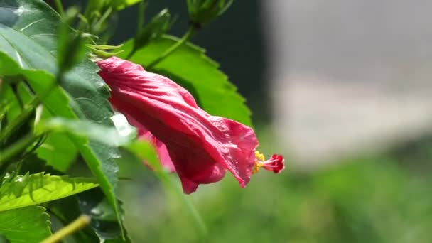 Παπούτσι Μαύρο Φυτό Φυσικό Υπόβαθρο Ονομάζεται Επίσης Hibiscus Rosa Sinensis — Αρχείο Βίντεο