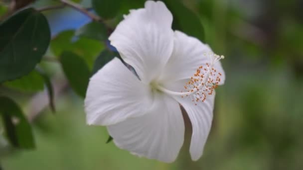 Schuh Schwarze Pflanze Mit Einem Natürlichen Hintergrund Auch Hibiscus Rosa — Stockvideo