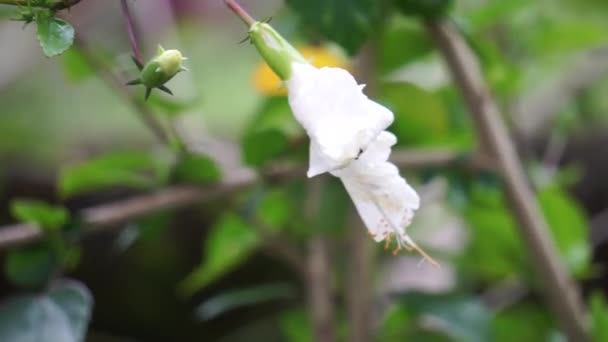 Zapato Planta Negra Con Fondo Natural También Llama Hibiscus Rosa — Vídeos de Stock