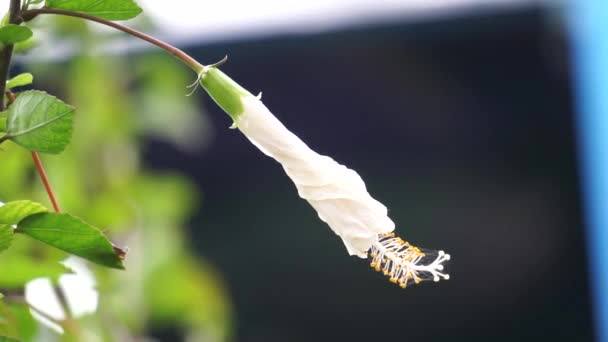 Παπούτσι Μαύρο Φυτό Φυσικό Υπόβαθρο Ονομάζεται Επίσης Hibiscus Rosa Sinensis — Αρχείο Βίντεο