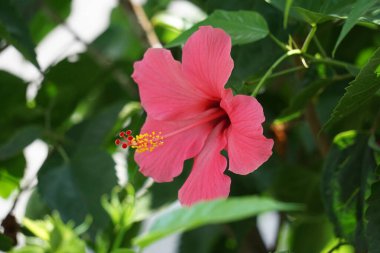 Doğal bir geçmişi olan ayakkabı boyası bitkisi. Hibiscus rosa Sinensis, Çin amblemi, Çin gülü, Hawaii amfibisi, gül tozu ve ayakkabı boyası bitkisi olarak da bilinir.