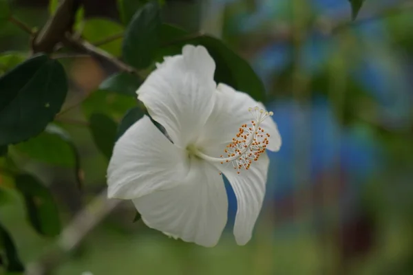 Sapato Planta Preta Com Fundo Natural Também Chamado Hibiscus Rosa — Fotografia de Stock