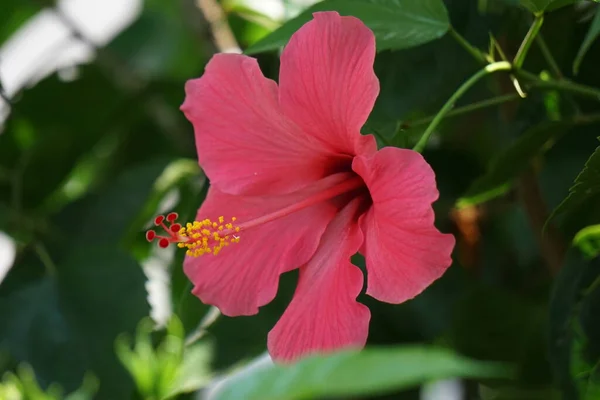 Zapato Planta Negra Con Fondo Natural También Llama Hibiscus Rosa — Foto de Stock