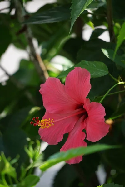 Παπούτσι Μαύρο Φυτό Φυσικό Υπόβαθρο Ονομάζεται Επίσης Hibiscus Rosa Sinensis — Φωτογραφία Αρχείου