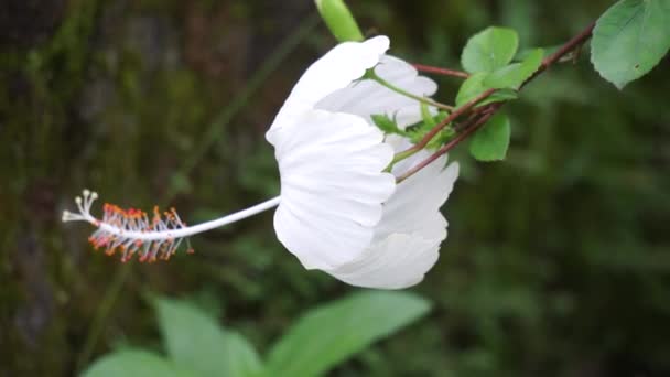 Schoen Zwarte Plant Met Een Natuurlijke Achtergrond Hibiscus Rosa Sinensis — Stockvideo