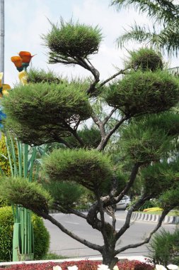 Sheoaks (Casuarinaceae, Allocasuarina) doğaldır. Allocasuarina, Kazuarinaceae familyasından bir ağaç cinsidir..