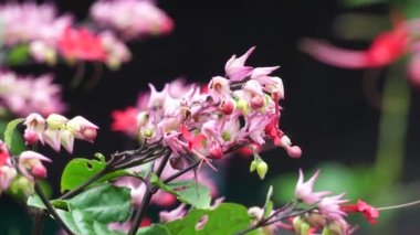 Ağaçta çiçekler var. Tiymelaeaceae familyasından 70 ile 95 arasında yaprak döken ve her zaman yeşil olan bir bitki türü.