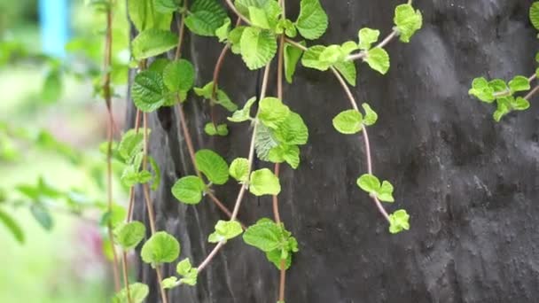 Planta Menta Con Fondo Natural Esta Planta Utiliza Menudo Como — Vídeo de stock