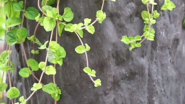 Mint Plant Natural Background Plant Often Used Herbal Drink — Stock Video