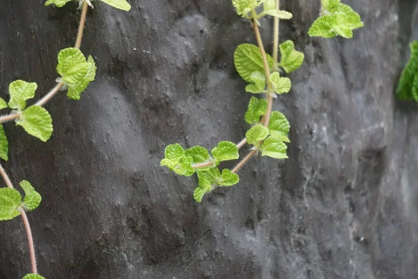 Menthe Avec Fond Naturel Cette Plante Est Souvent Utilisée Comme — Photo