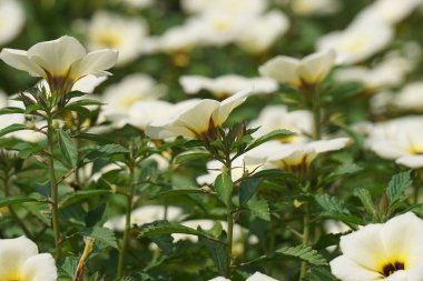 Doğadaki güzel çuha çiçeği.