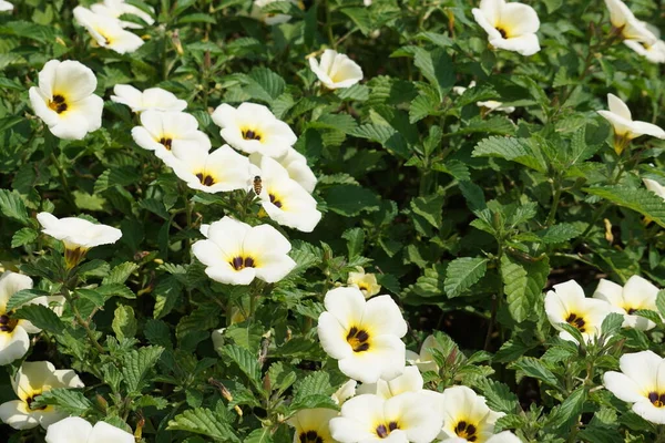 Den Vackra Primula Blomman Naturen — Stockfoto
