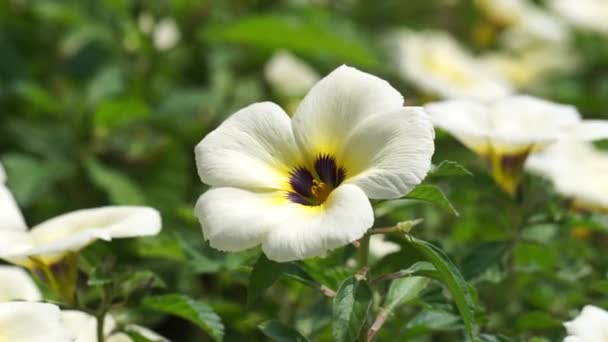 Hermosa Flor Onagra Naturaleza — Vídeos de Stock