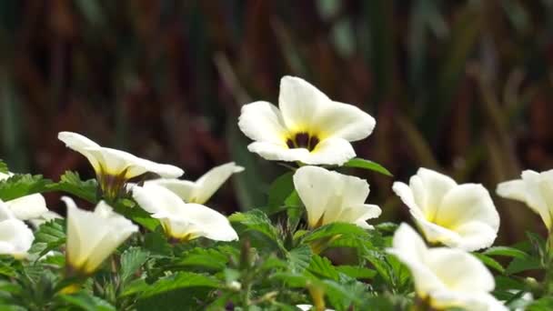 Die Schöne Primel Blume Der Natur — Stockvideo