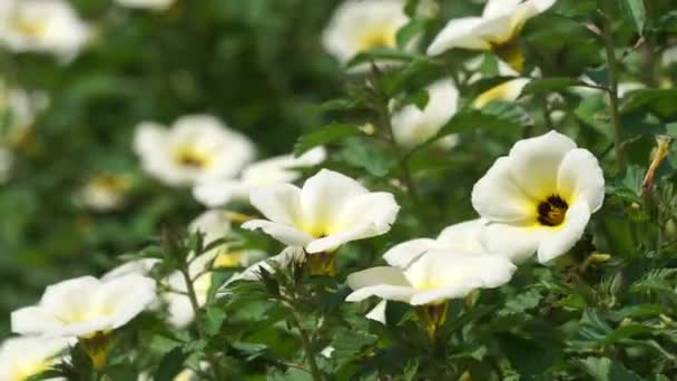 Hermosa Flor Onagra Naturaleza — Vídeos de Stock