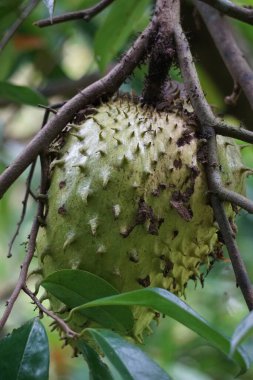 Bahçedeki Soursop (Annona muricata L., sirsak, durian belanda, graviola, guyabano, guanbana). Annona muricata, Annonaceae familyasından bir kuş türü..