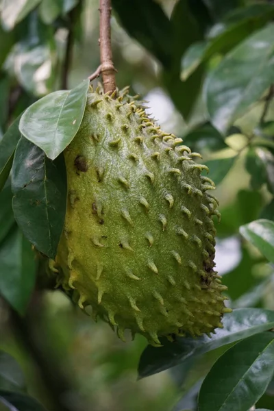 Soursop Annona Muricata Sirsak Durian Belanda Graviola Guyabano Guanbana Jardín — Foto de Stock