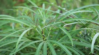 Doğal arka planı olan Osmoxylon lineare (ararea) çiçeği. Bu bitki, Araliaceae familyasından bir bitki cinsidir ve Green Aralia ya da Miagos Bush olarak da bilinir. Uzun yapraklı çiçek..