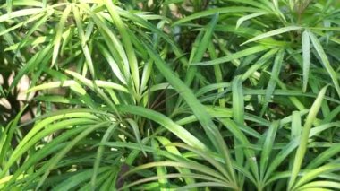 Doğal arka planı olan Osmoxylon lineare (ararea) çiçeği. Bu bitki, Araliaceae familyasından bir bitki cinsidir ve Green Aralia ya da Miagos Bush olarak da bilinir. Uzun yapraklı çiçek..