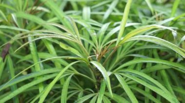 Doğal arka planı olan Osmoxylon lineare (ararea) çiçeği. Bu bitki, Araliaceae familyasından bir bitki cinsidir ve Green Aralia ya da Miagos Bush olarak da bilinir. Uzun yapraklı çiçek..