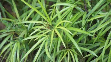 Doğal arka planı olan Osmoxylon lineare (ararea) çiçeği. Bu bitki, Araliaceae familyasından bir bitki cinsidir ve Green Aralia ya da Miagos Bush olarak da bilinir. Uzun yapraklı çiçek..
