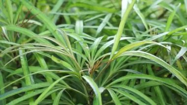 Doğal arka planı olan Osmoxylon lineare (ararea) çiçeği. Bu bitki, Araliaceae familyasından bir bitki cinsidir ve Green Aralia ya da Miagos Bush olarak da bilinir. Uzun yapraklı çiçek..