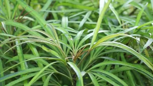 Osmoxylon Lineare Ararea Flor Com Fundo Natural Araliaceae Género Botânico — Vídeo de Stock