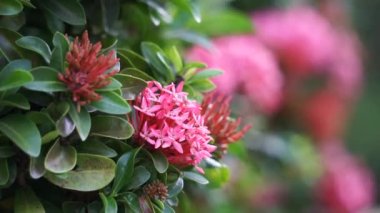 West Indian jasmine (also called ixora, jungle flame, jungle geranium, cruz de Malta) with a natural background