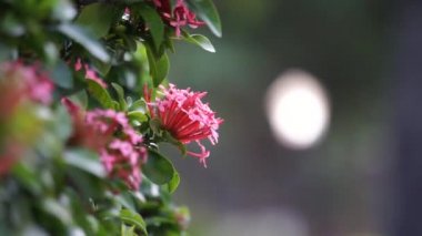 West Indian jasmine (also called ixora, jungle flame, jungle geranium, cruz de Malta) with a natural background
