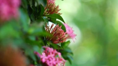 West Indian jasmine (also called ixora, jungle flame, jungle geranium, cruz de Malta) with a natural background