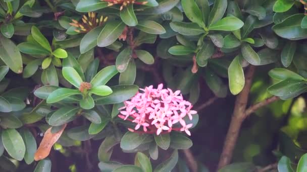 具有自然背景的西印度茉莉花 也称为Ixora 丛林之火 丛林之花 马耳他甲壳虫 — 图库视频影像